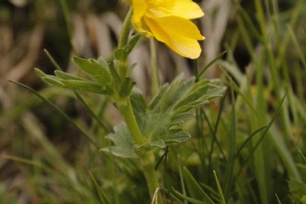 Mountain buttercup