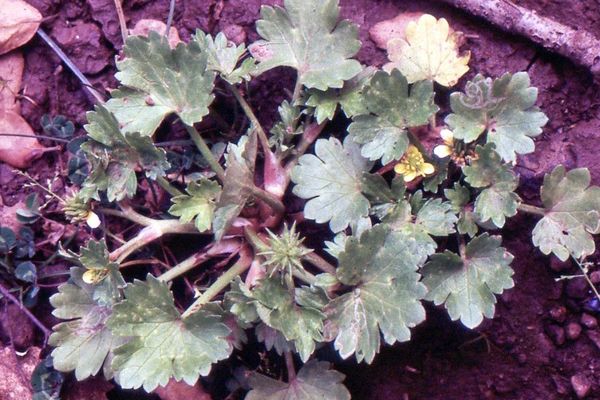 Bur buttercup