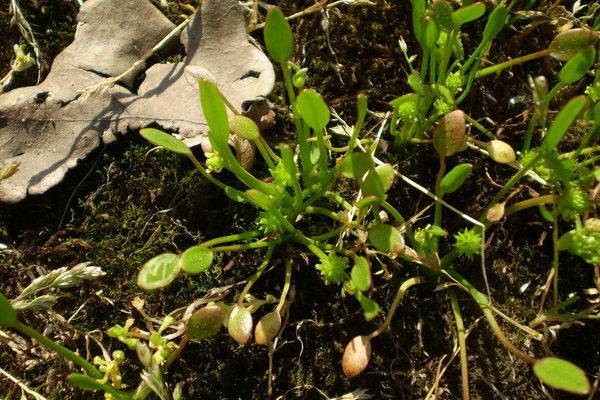 Ranunculus nodiflorus