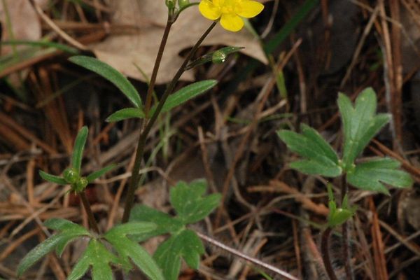 Western buttercup