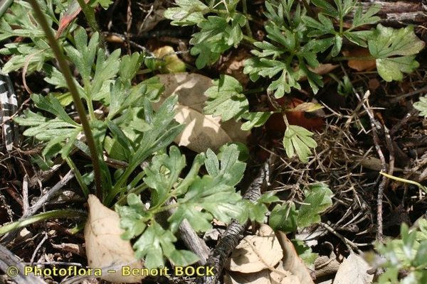 Ranunculus ollissiponensis