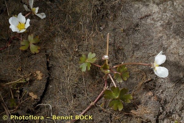 White-flowered buttercup