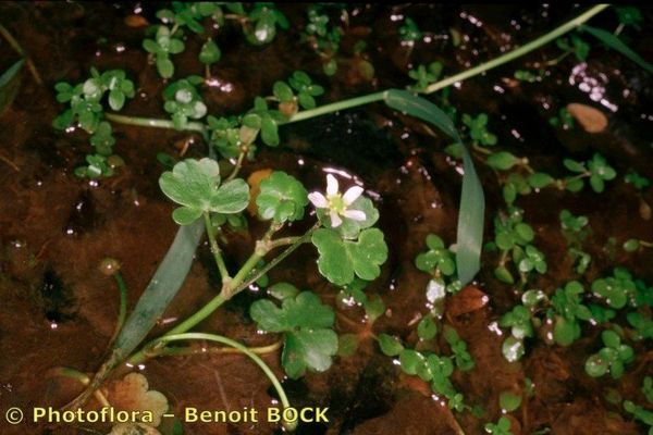 Round-leaved crowfoot