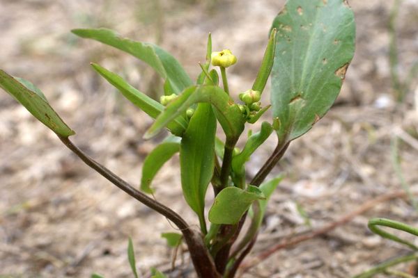 Adder-tongue spearwort