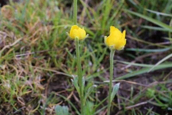 Jersey buttercup