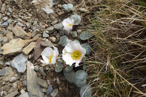 Ranunculus parnassifolius