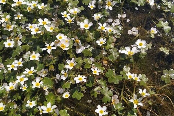 Pond water-crowfoot