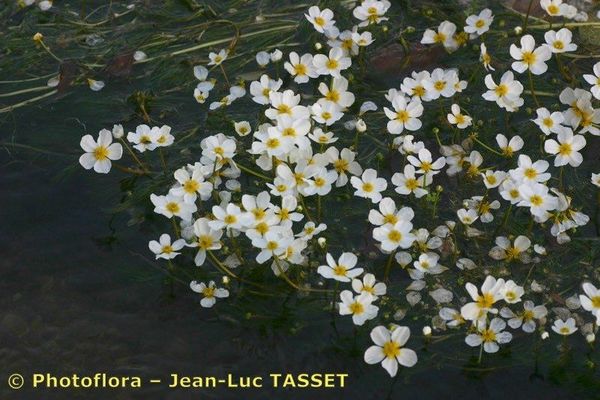 Stream water-crowfoot