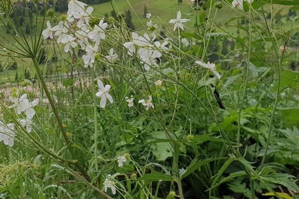 Large white buttercup