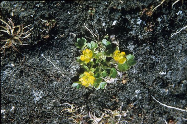 Pygmy buttercup