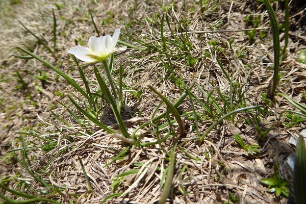 Pyrenean buttercup
