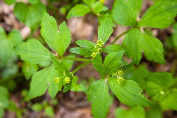 Blisterwort