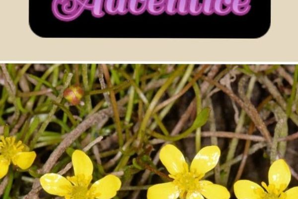 Creeping spearwort