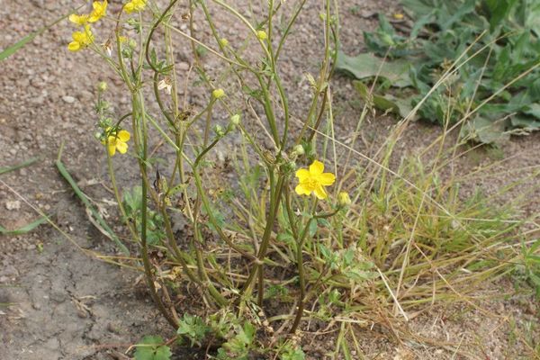 Hairy buttercup