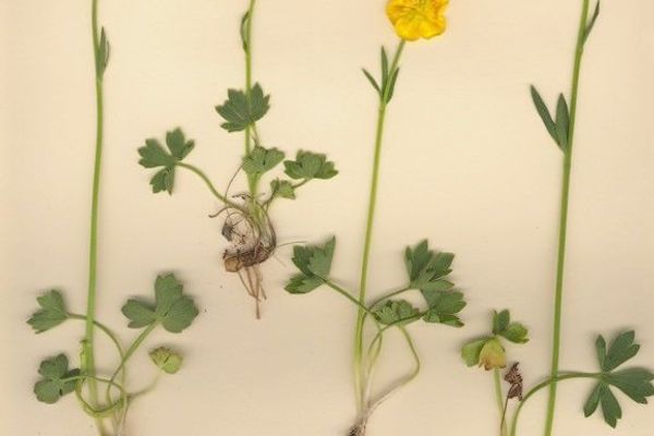 Ranunculus sartorianus