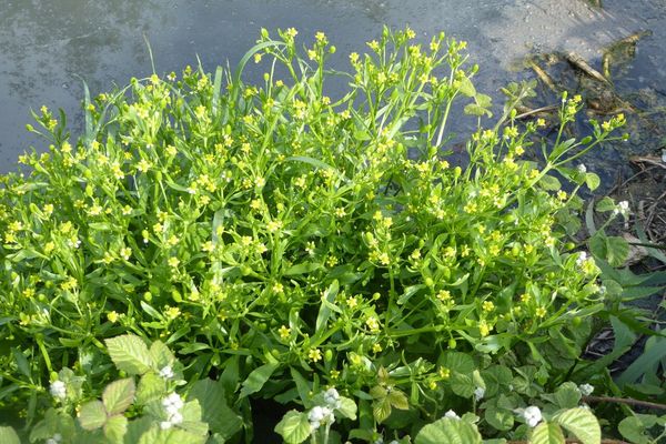 Celery buttercup