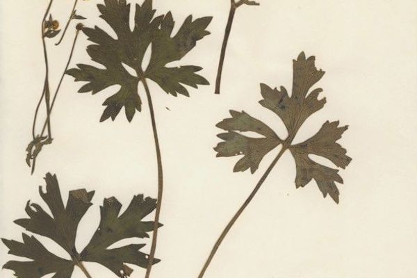 Ranunculus serpens