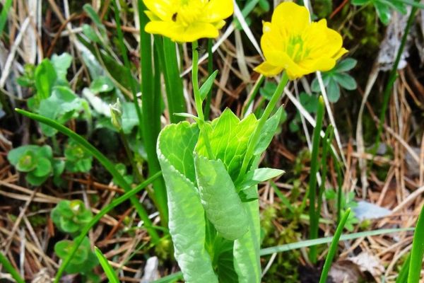 Thora buttercup