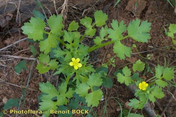 Threelobe buttercup