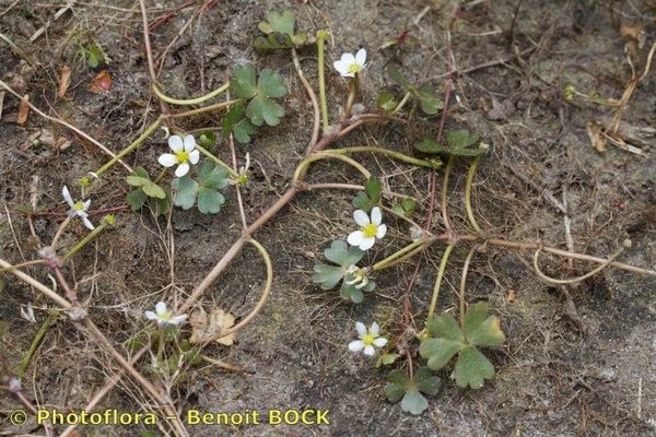 Three-lobed crowfoot
