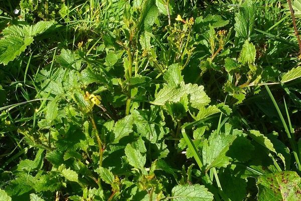 Sea radish