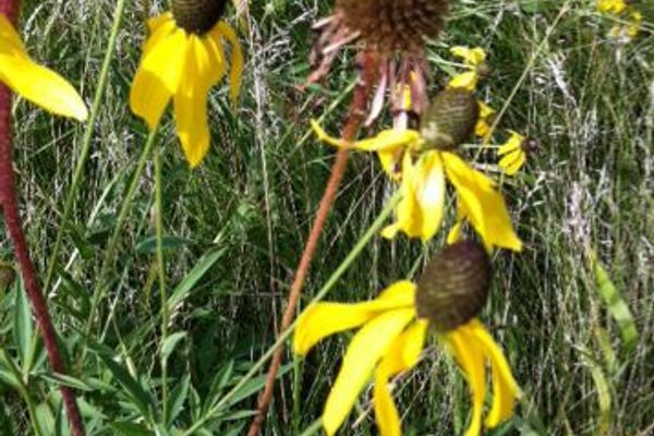 Drooping prairie-coneflower