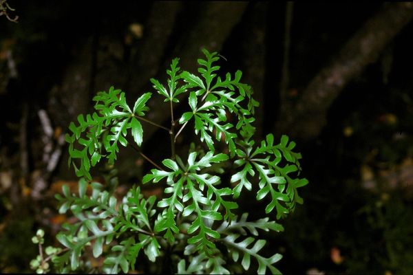 Raukaua simplex