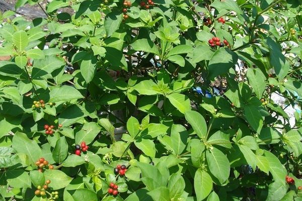 Four-leaf devil-pepper