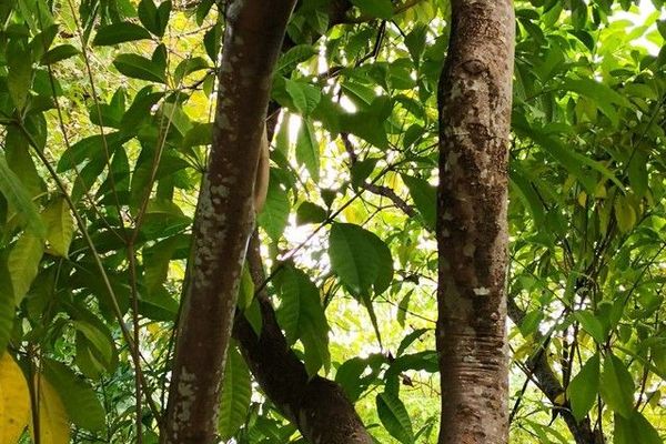 African serpentwood