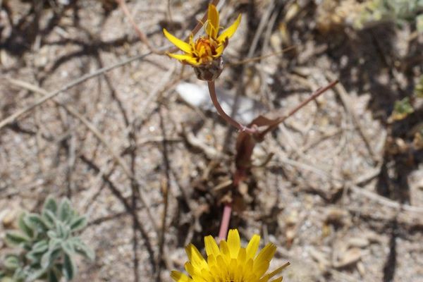 False sow-thistle