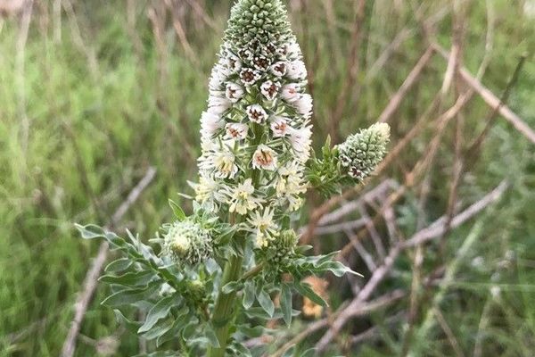 White upright mignonette