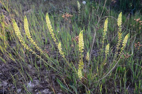 Yellow mignonette