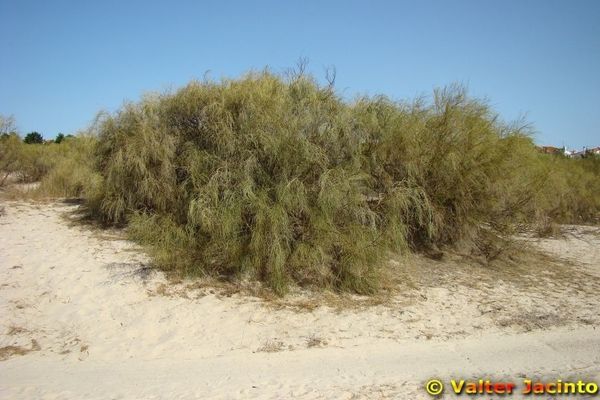 Bridal broom