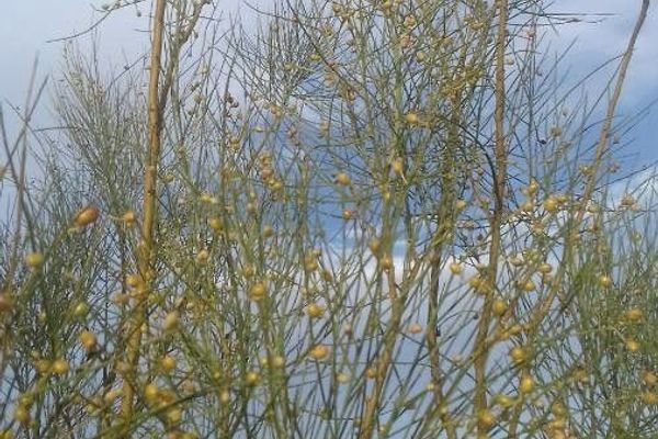 Retama sphaerocarpa