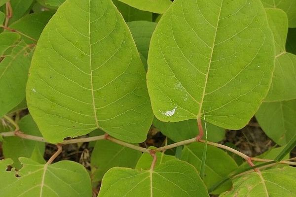 Bohemian knotweed