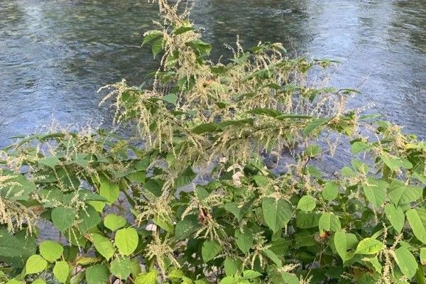 Japanese knotweed