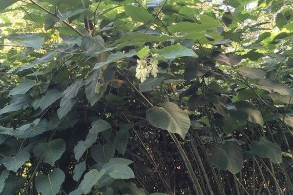 Giant knotweed