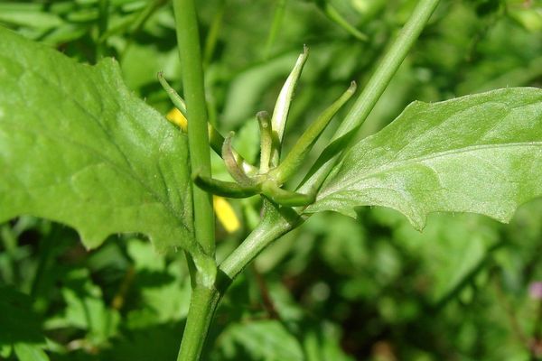 Edible star-hawkbit