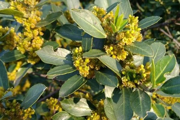 Mediterranean buckthorn