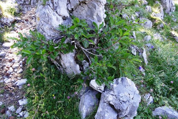 Alpine buckthorn