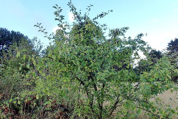 European buckthorn