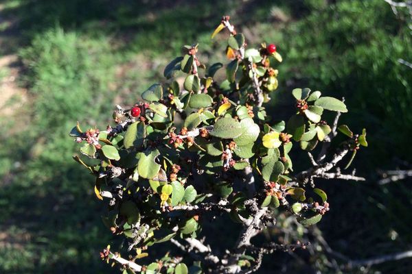 Spiny redberry