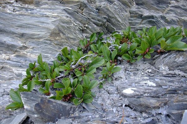 Rhamnus pumila