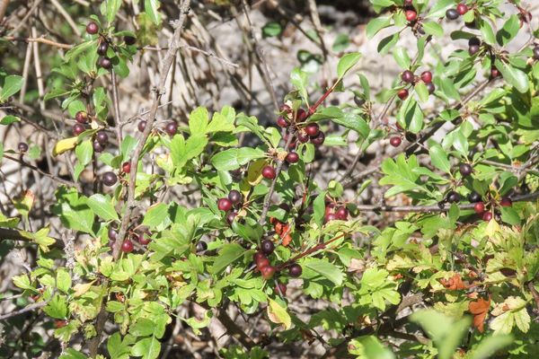 Rock buckthorn