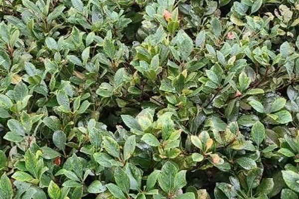 India-hawthorn