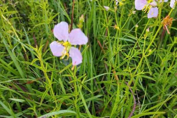 Dull meadow-pitcher
