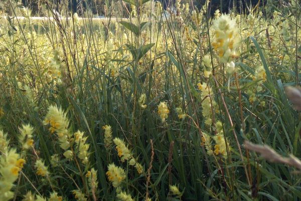 European yellow rattle