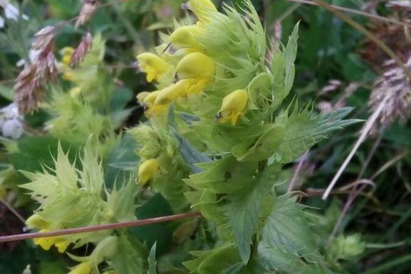 Rhinanthus glacialis