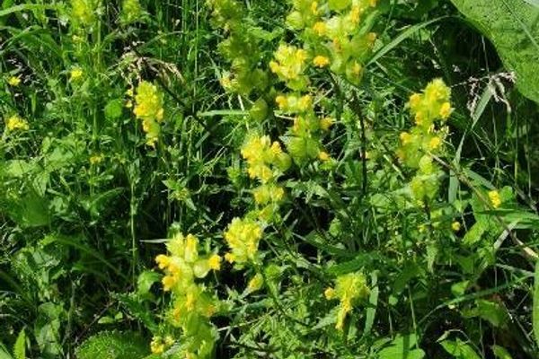 Yellow-rattle