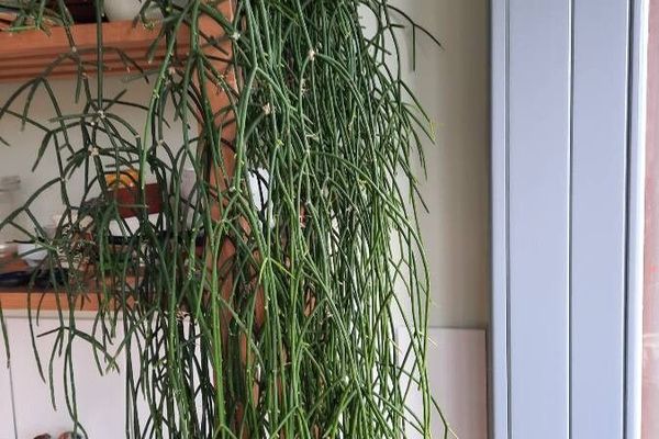 Mistletoe cactus